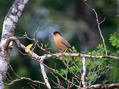 Kumana National Park
