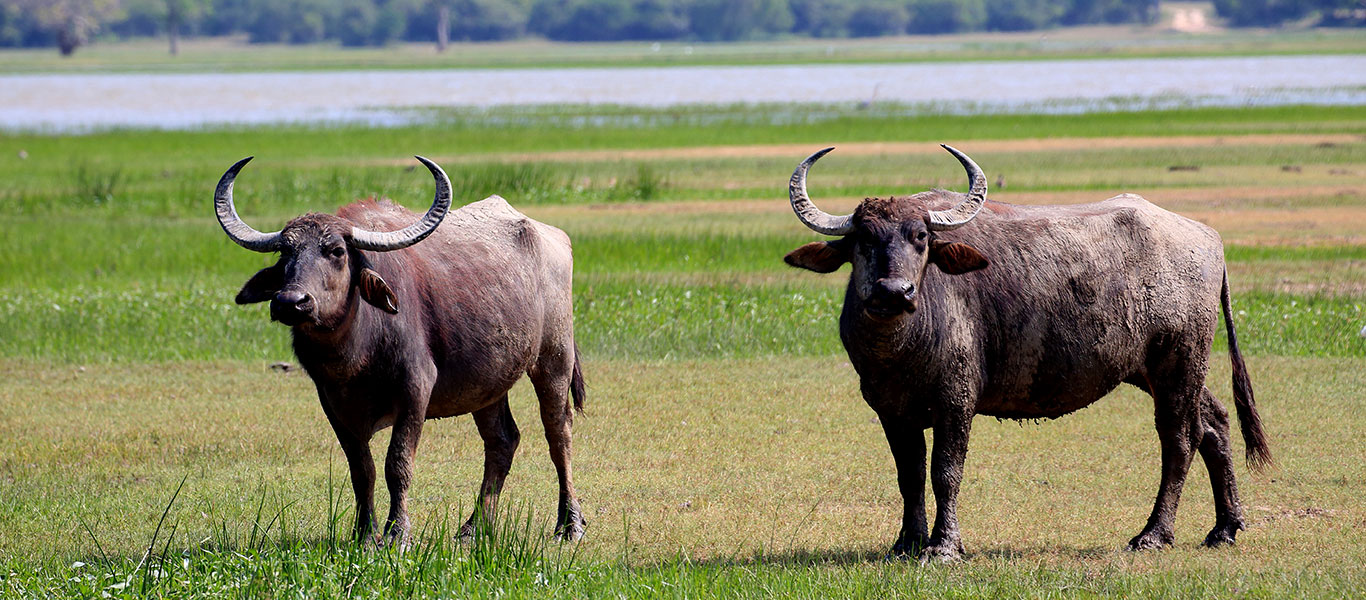 Wildlife Tours in Kumana