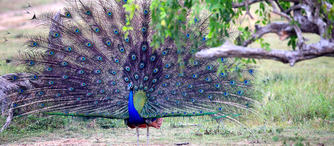 Wildlife Tours in Kumana