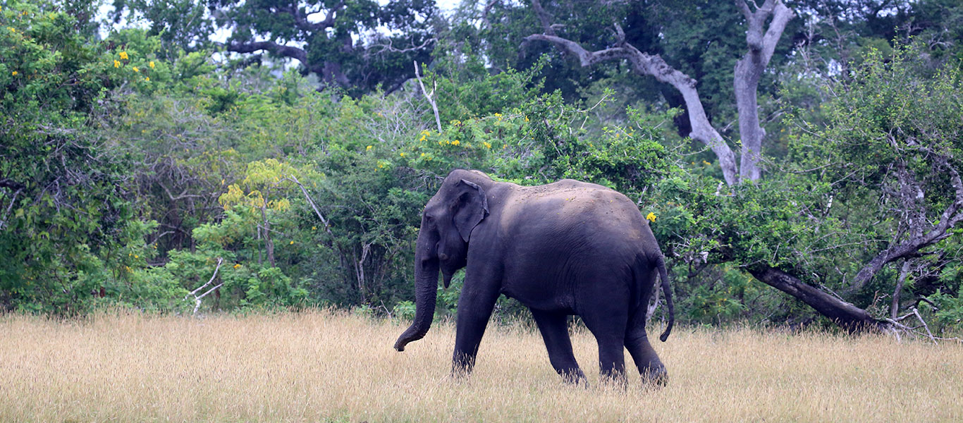 Wildlife Tours in Kumana