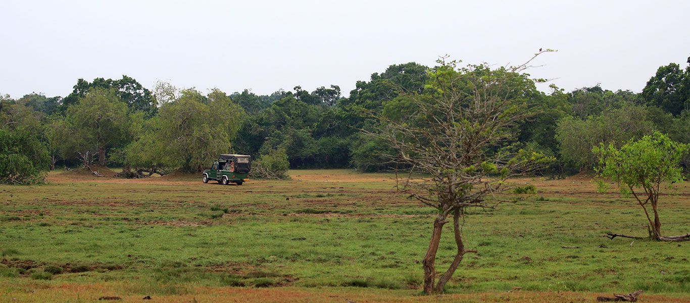 Kumana National Park afternoon Safari
