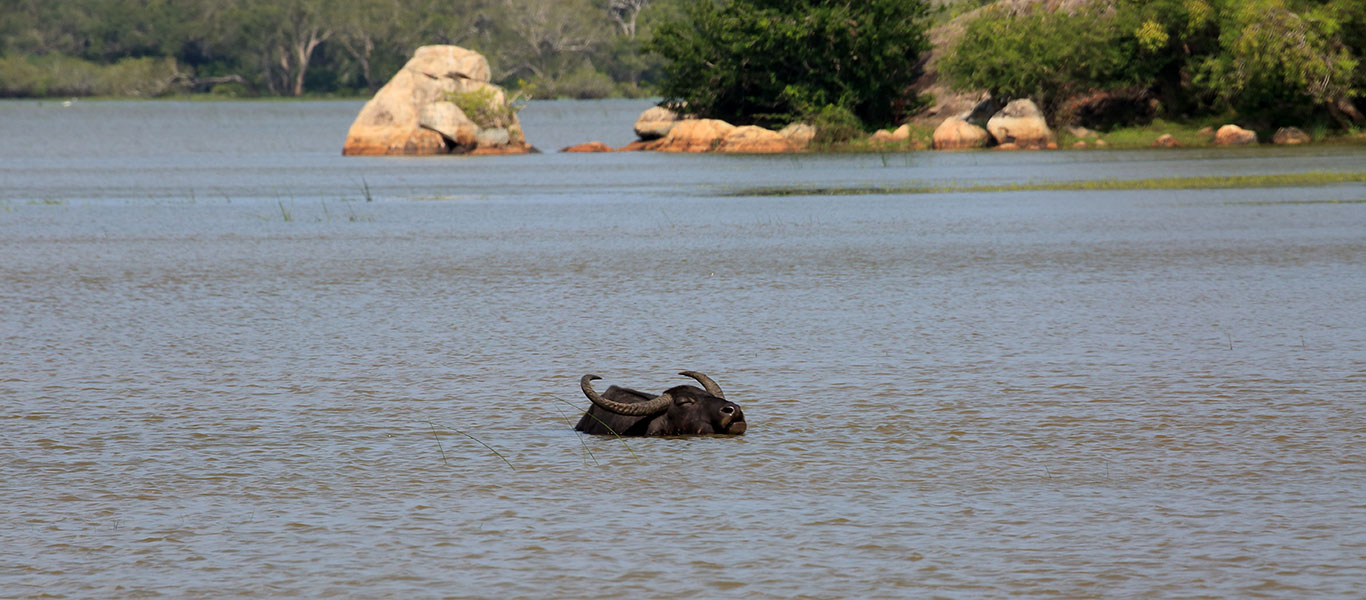 Kumana National Park afternoon Safari