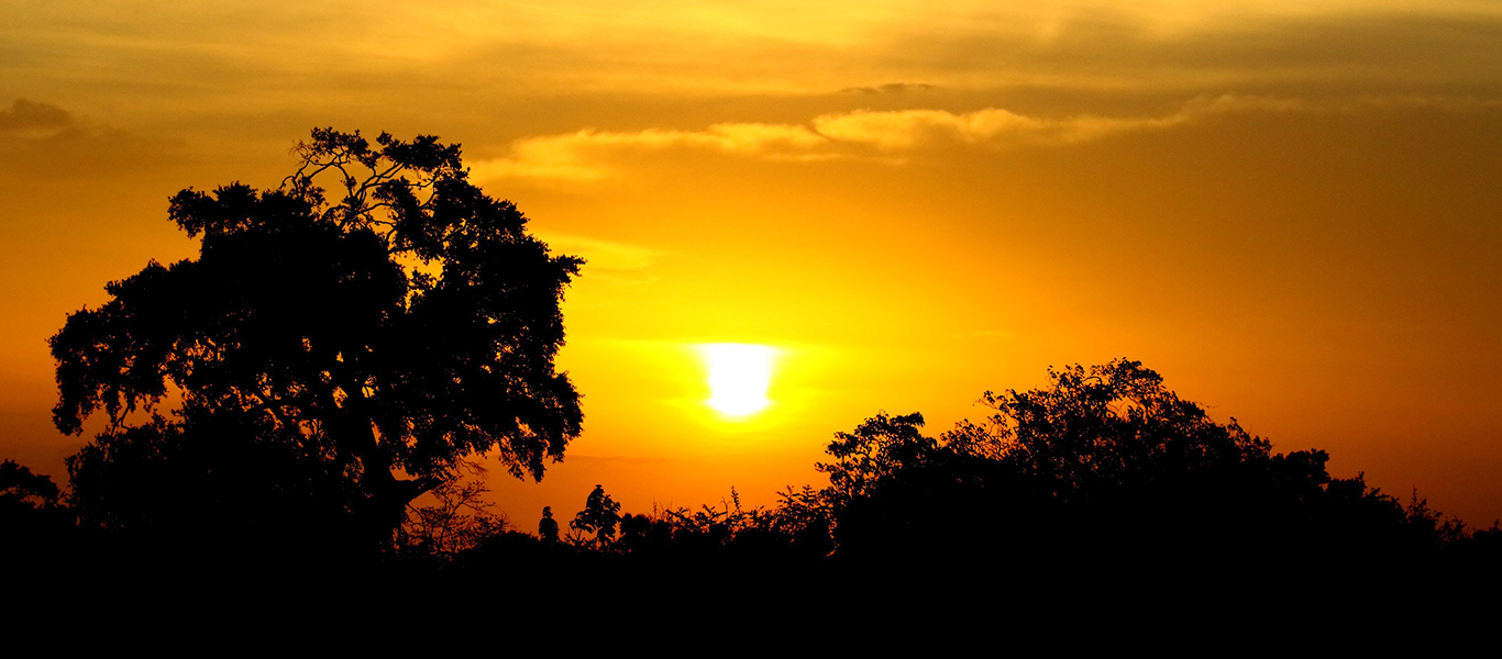 Kumana National Park afternoon Safari