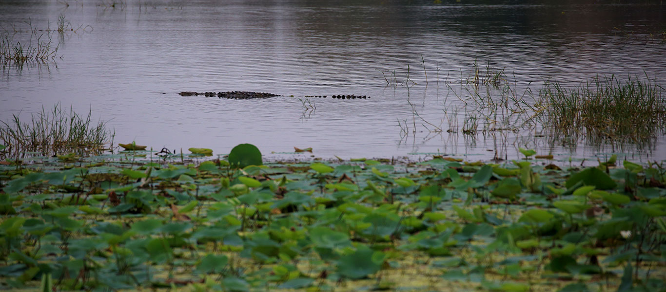 Kumana National Park Full Day Safari