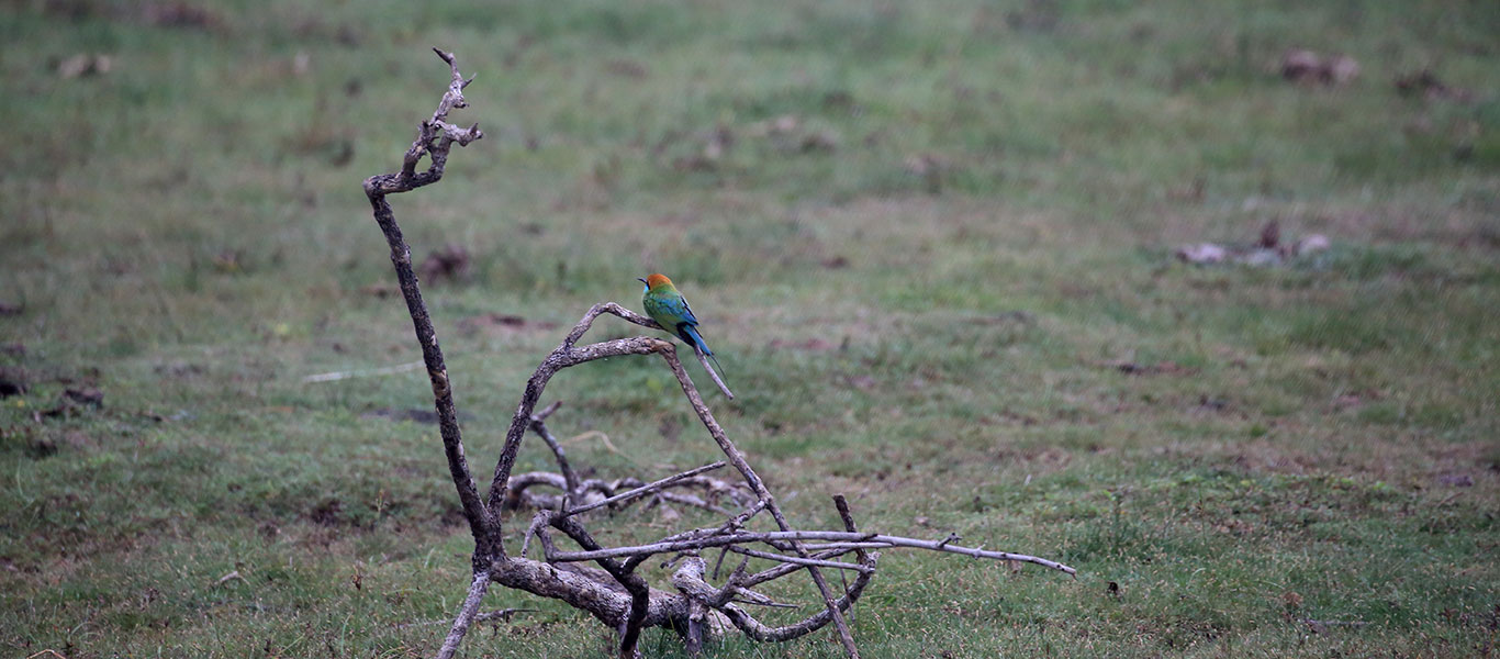 Wildlife Tours in Kumana
