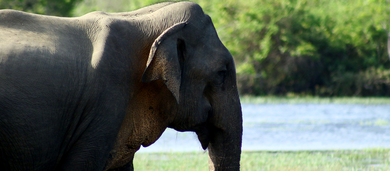 Wildlife Tours in Kumana