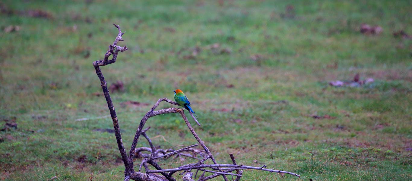 Wildlife Tours in Kumana